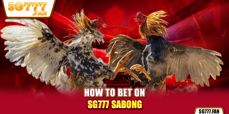 How to bet on SG777 sabong.