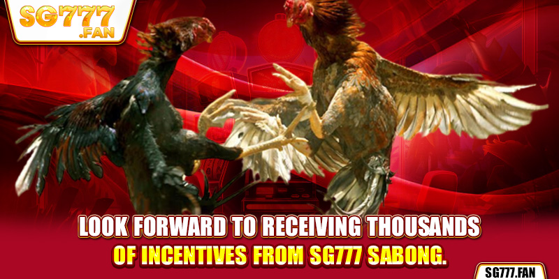 Look forward to receiving thousands of incentives from SG777 sabong.